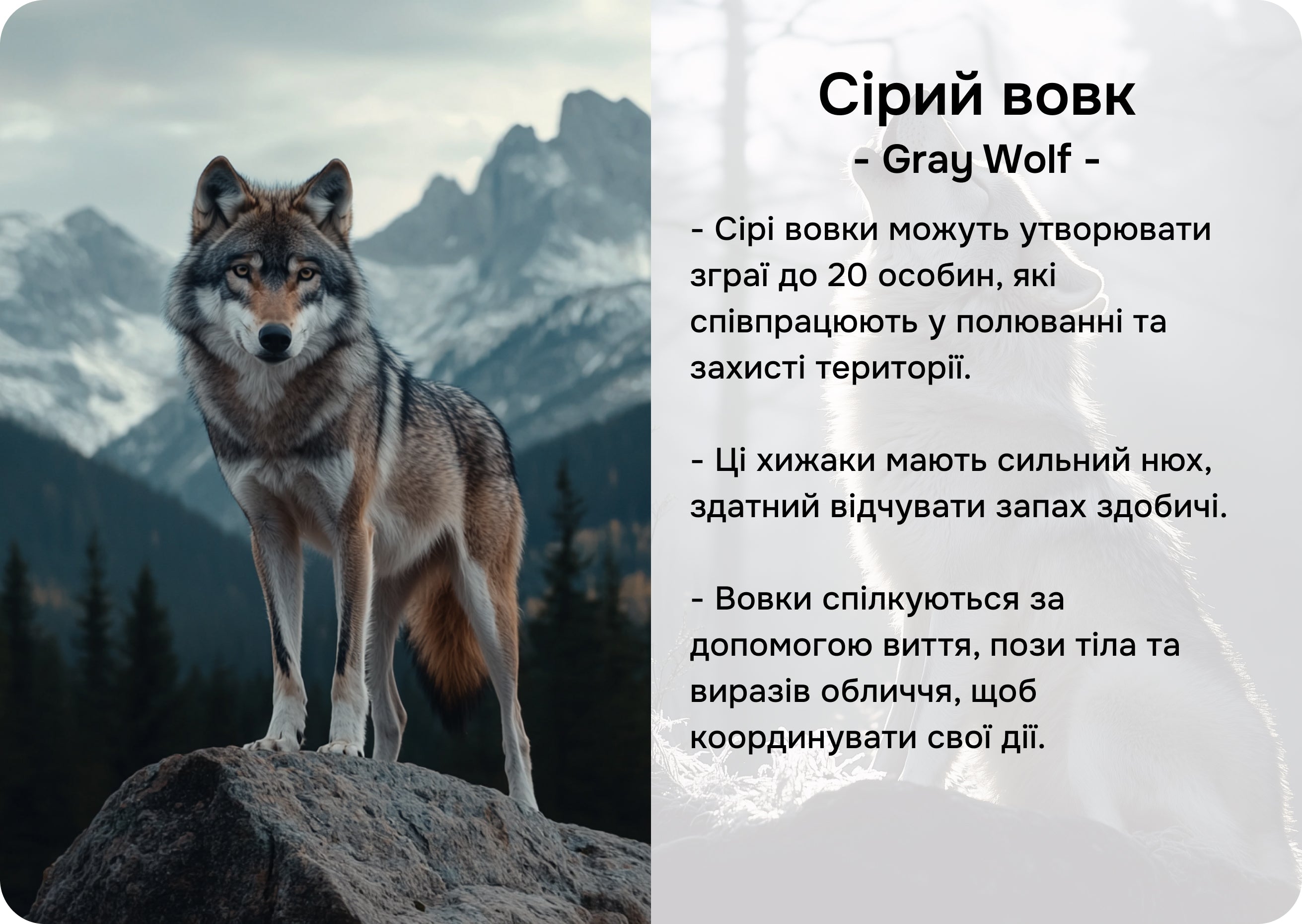 Північна Америка
