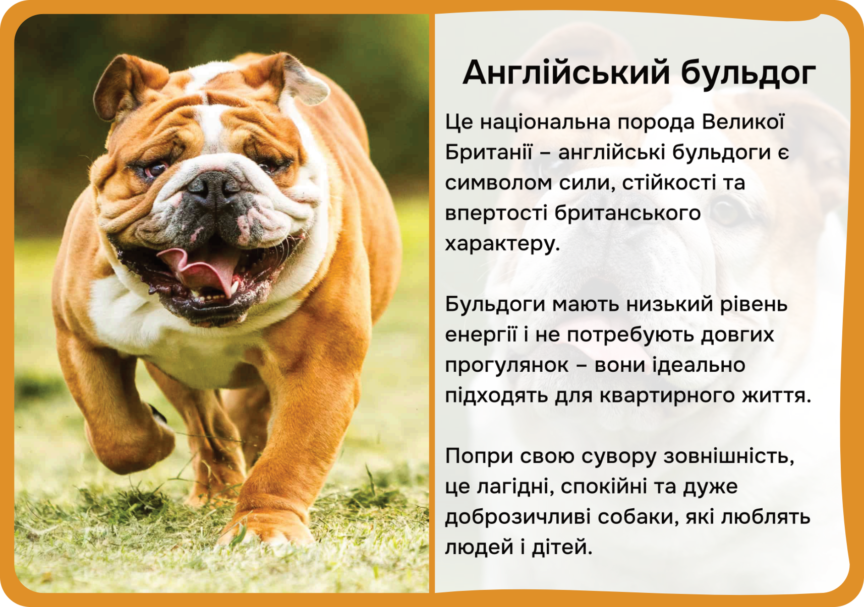 Коти та собаки