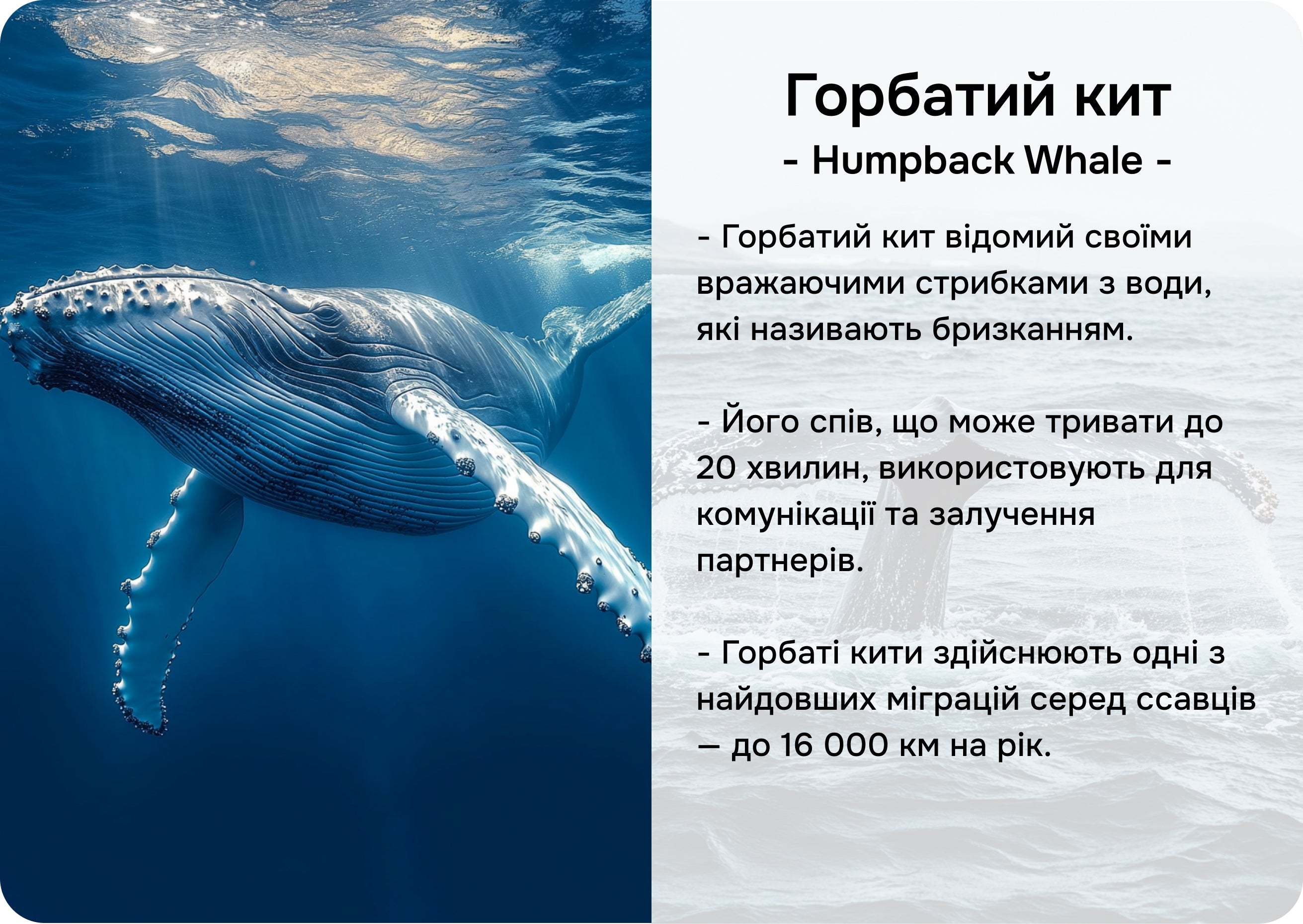 Північна Америка