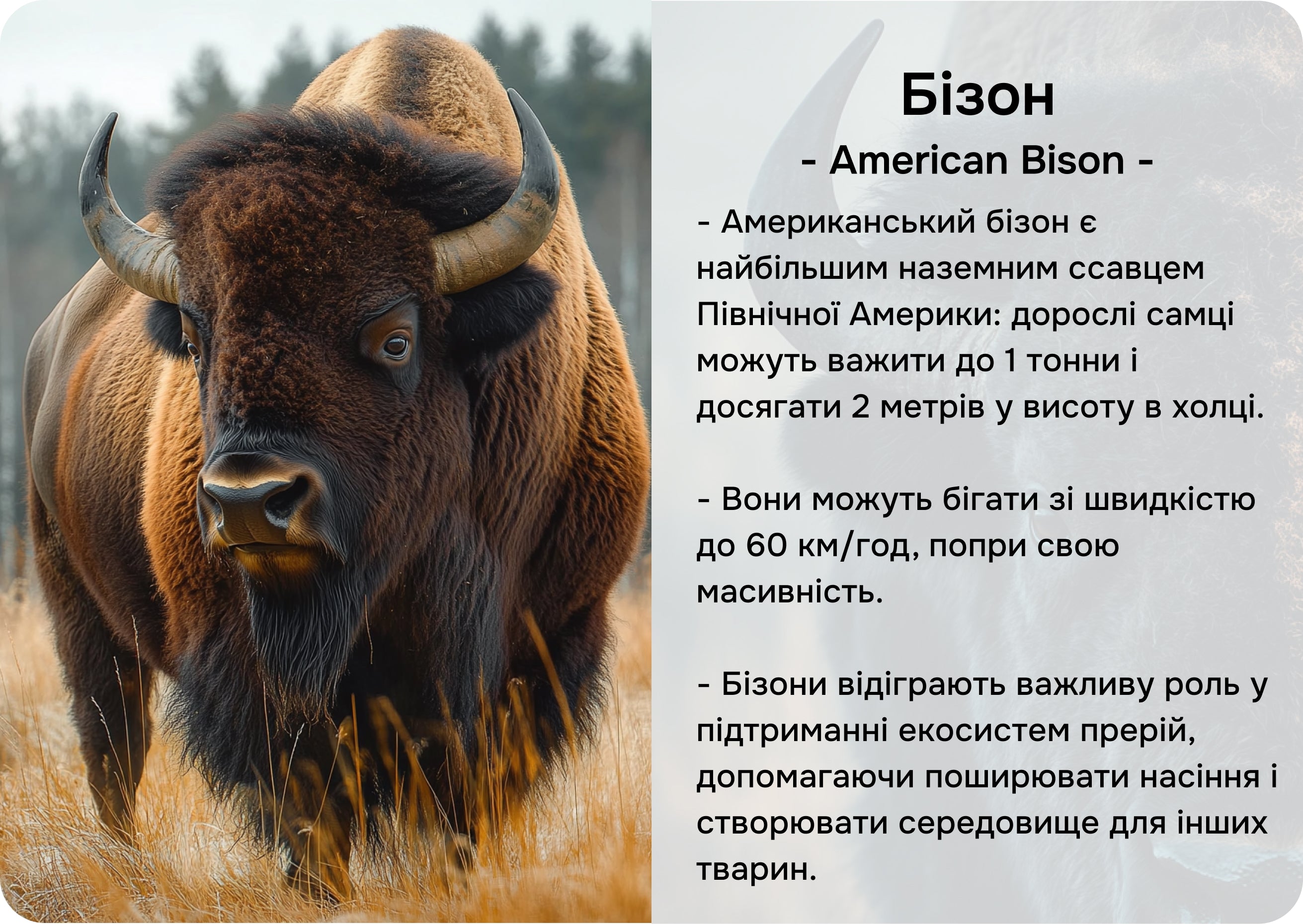 Північна Америка