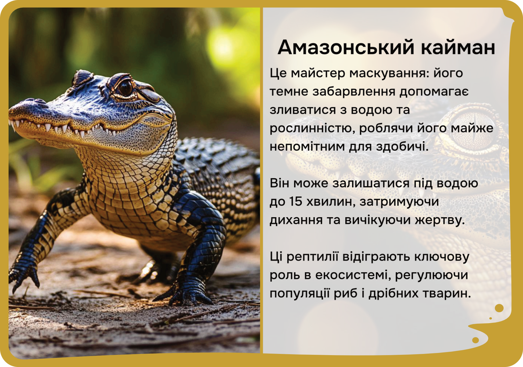 Південна Америка
