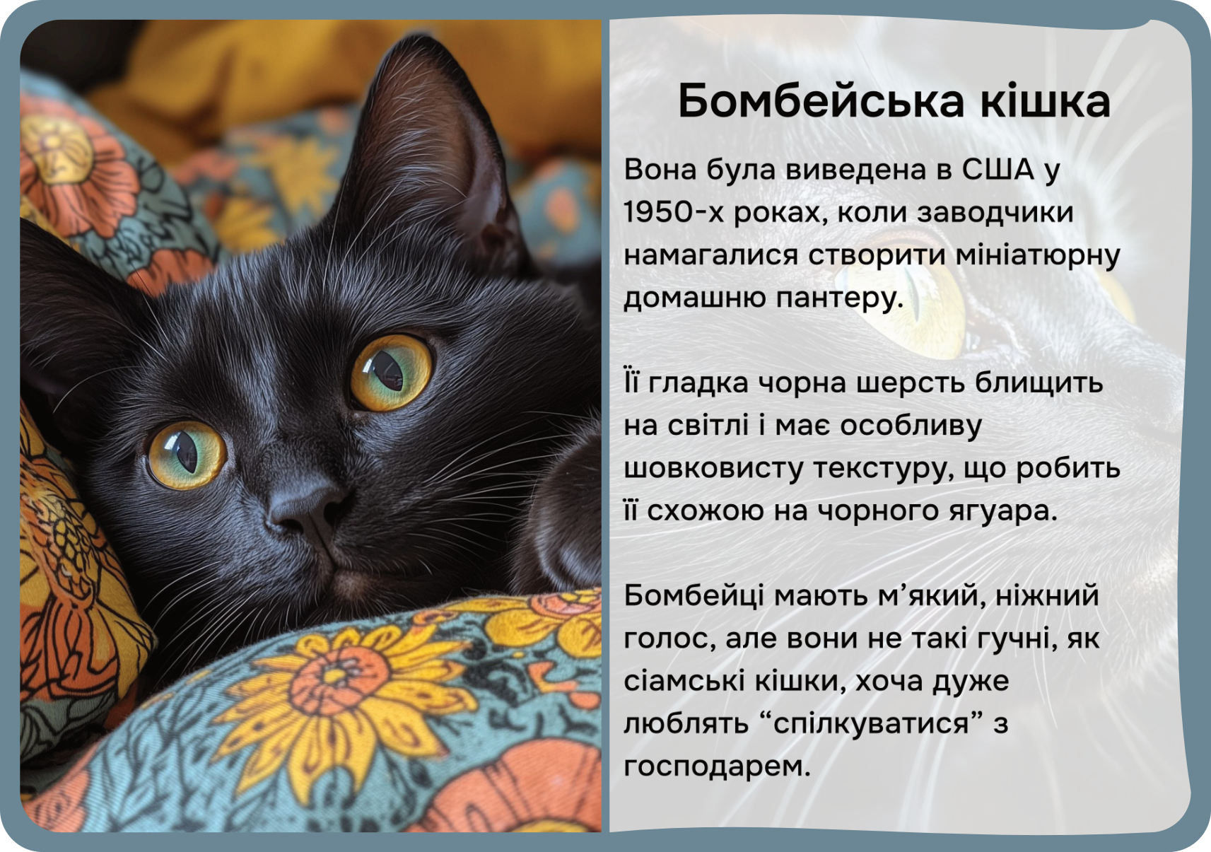 Коти та собаки