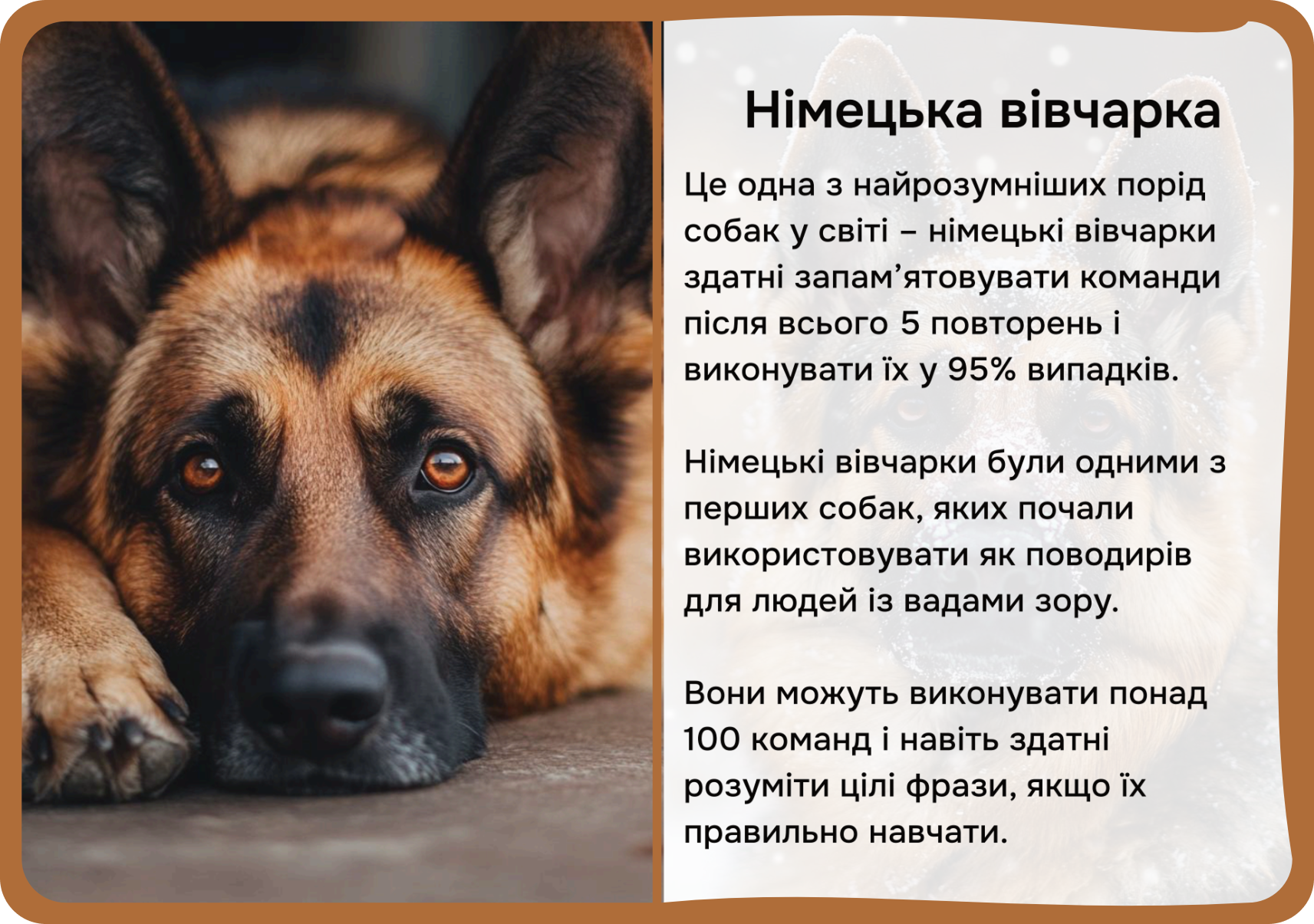 Коти та собаки