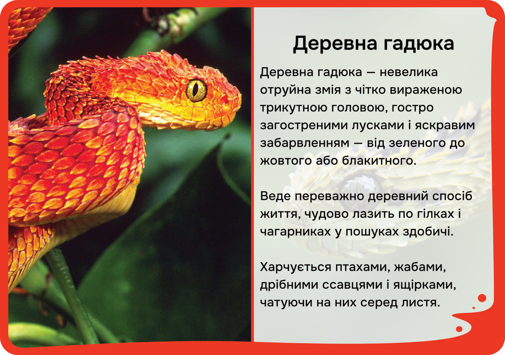 Африка