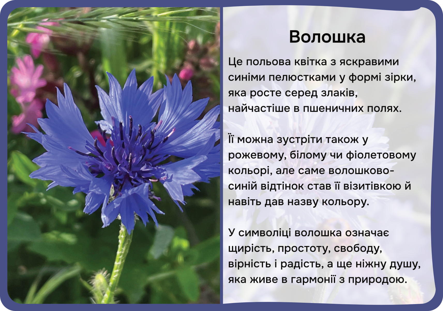 Квіти