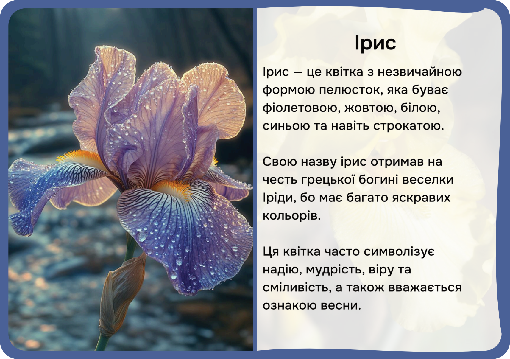 Квіти