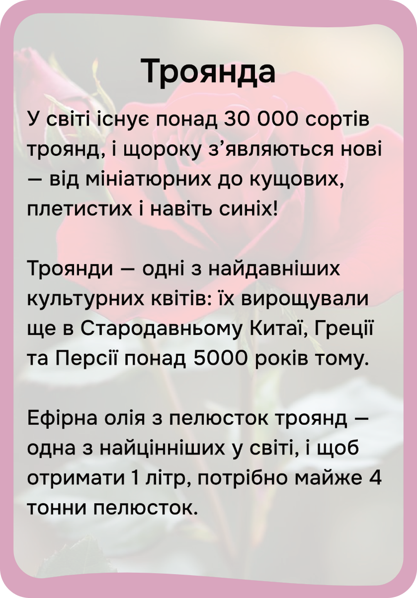 Квіти