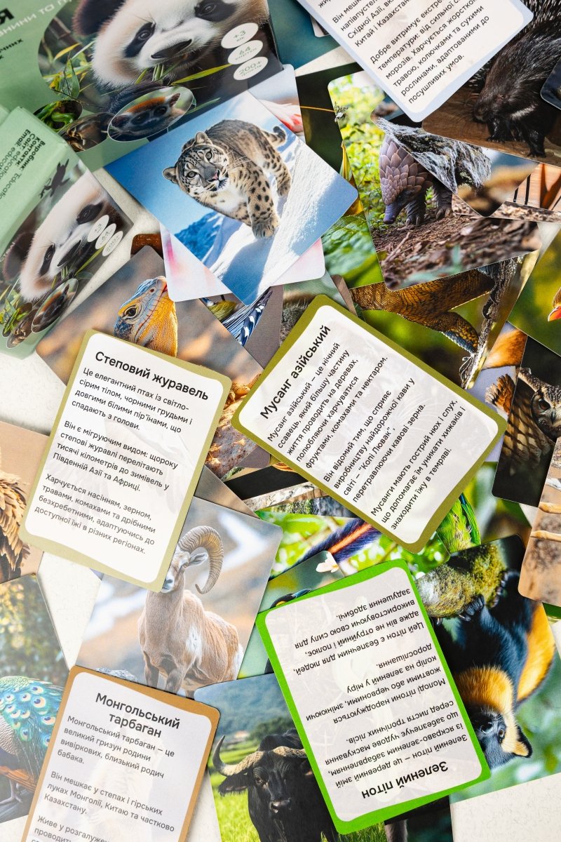 Азія - Education Cards