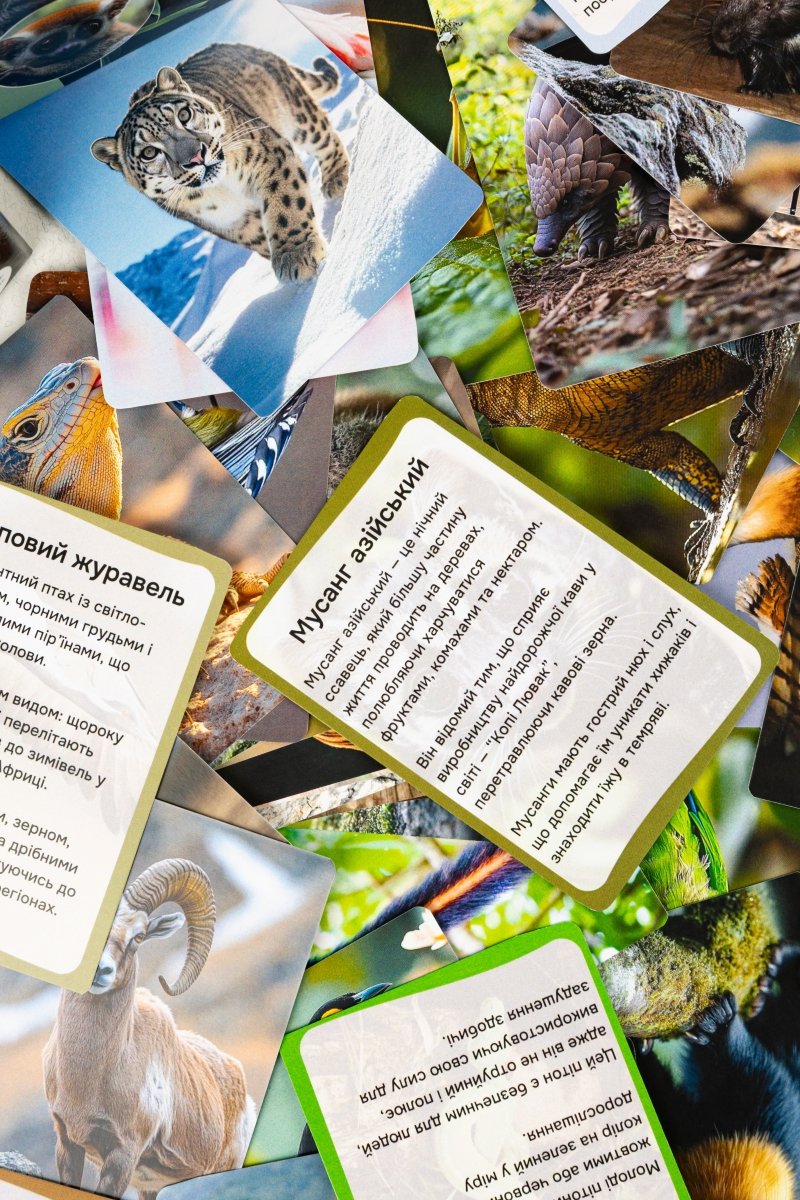 Азія - Education Cards