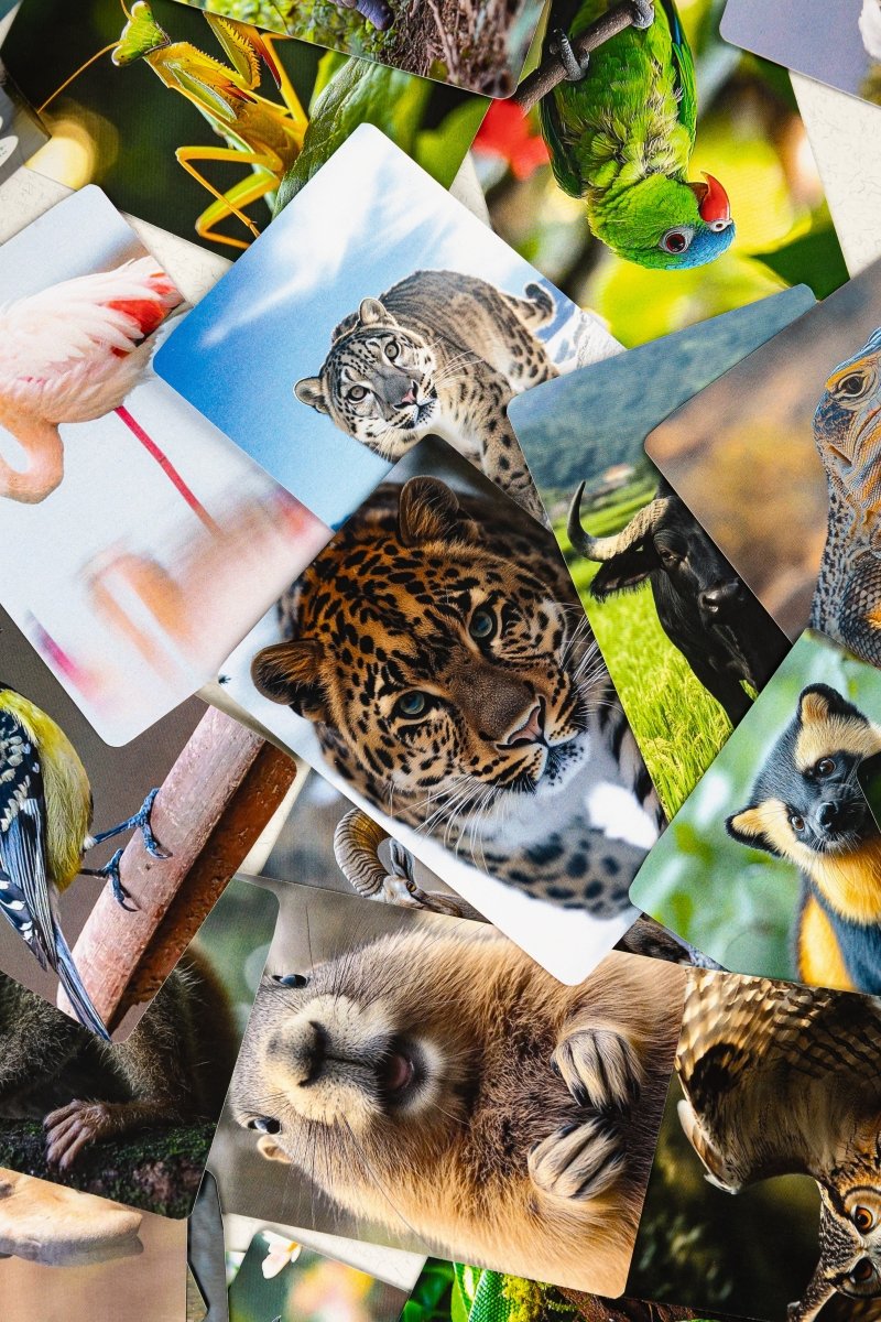 Азія - Education Cards